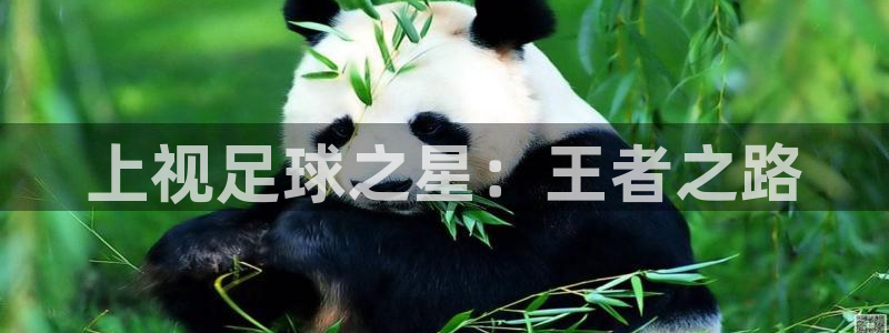 乐球吧在线直播观看篮球赛：上视足球之星：王者之路