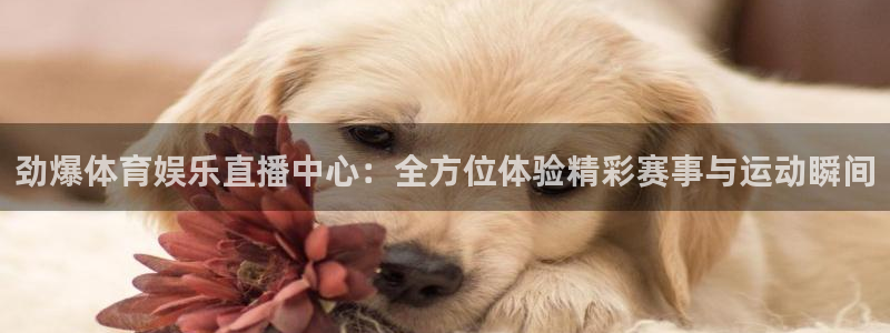 乐球直播免费nba直播高清观看：劲爆体育娱乐直播中心：全方位体验精彩赛事与运动瞬间