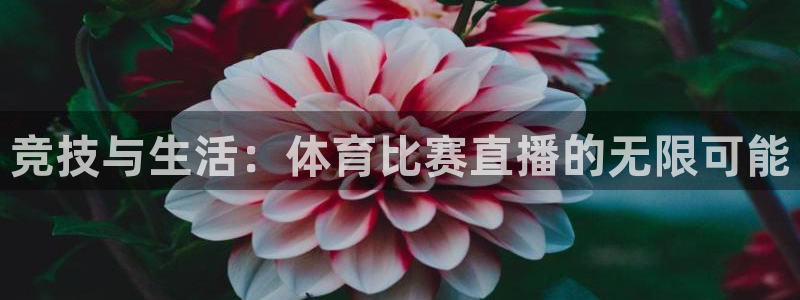 乐球吧低调看nba直播